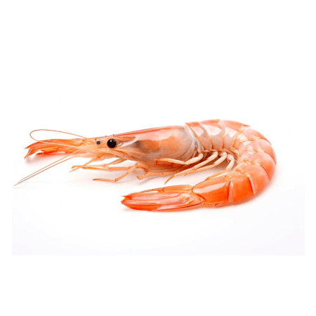 Shrimp